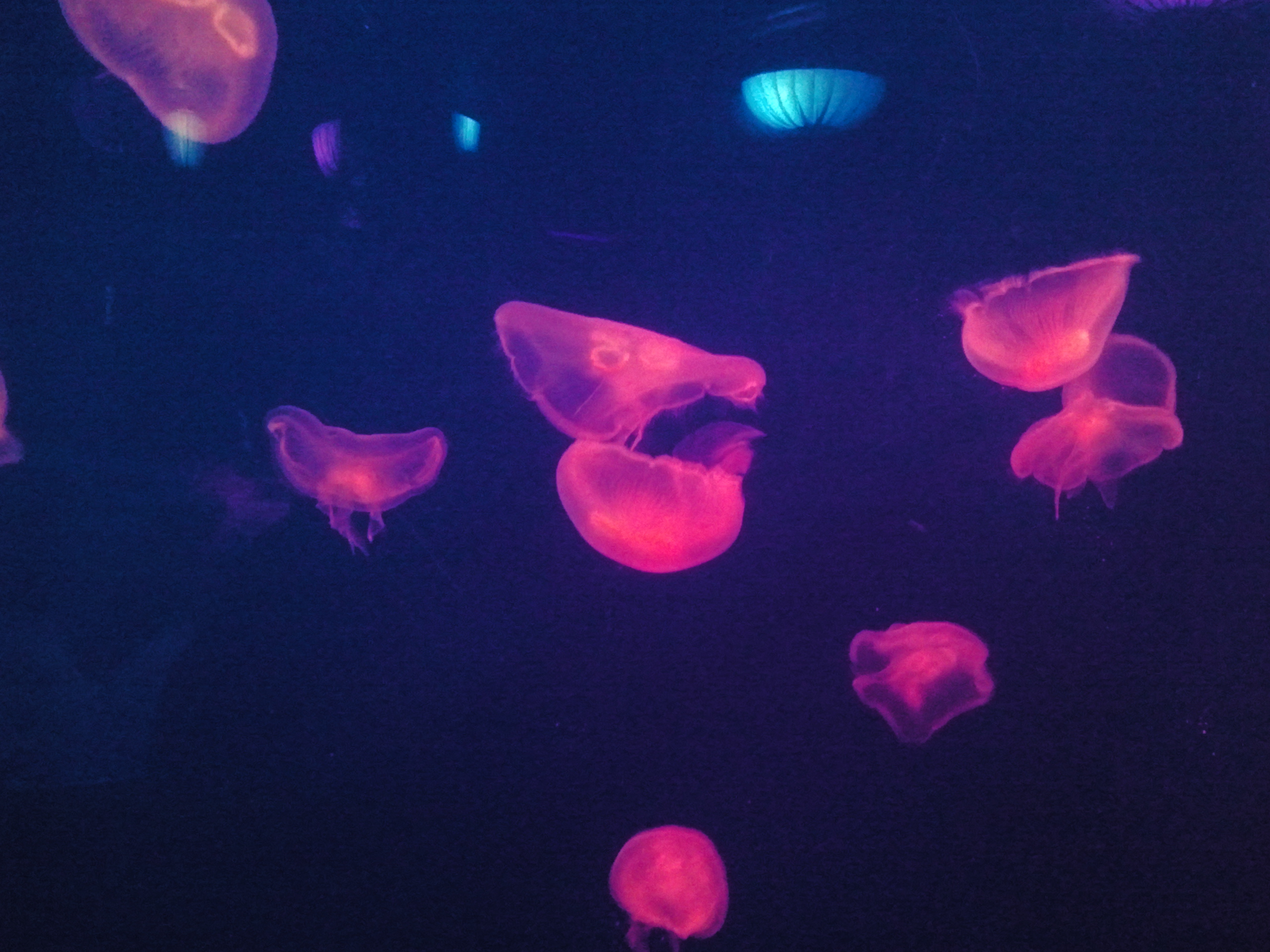 Jellyfish illuminated by neon lights